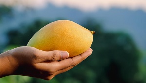 Fairchild Mango