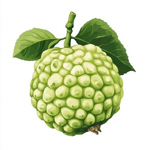 Ilama (Annona)