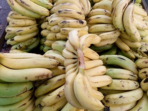Indian Banana (Asimina)