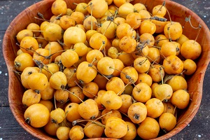 Indian Loquat