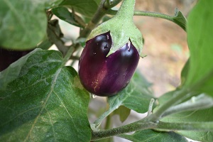 Indigo Eggplant Fruit