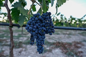 Italian Grape