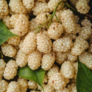 Italian White Mulberry
