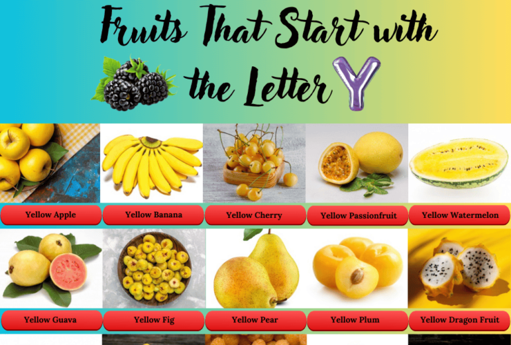 Fruits start with the letter Y