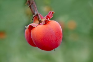 Quandong (Desert Peach)