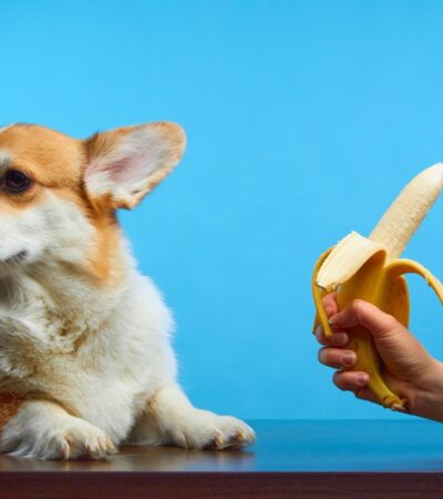 Feeding banana to dog