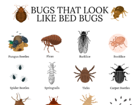 Bugs That Look Like Bed Bugs
