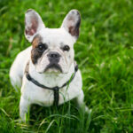 Bulldog