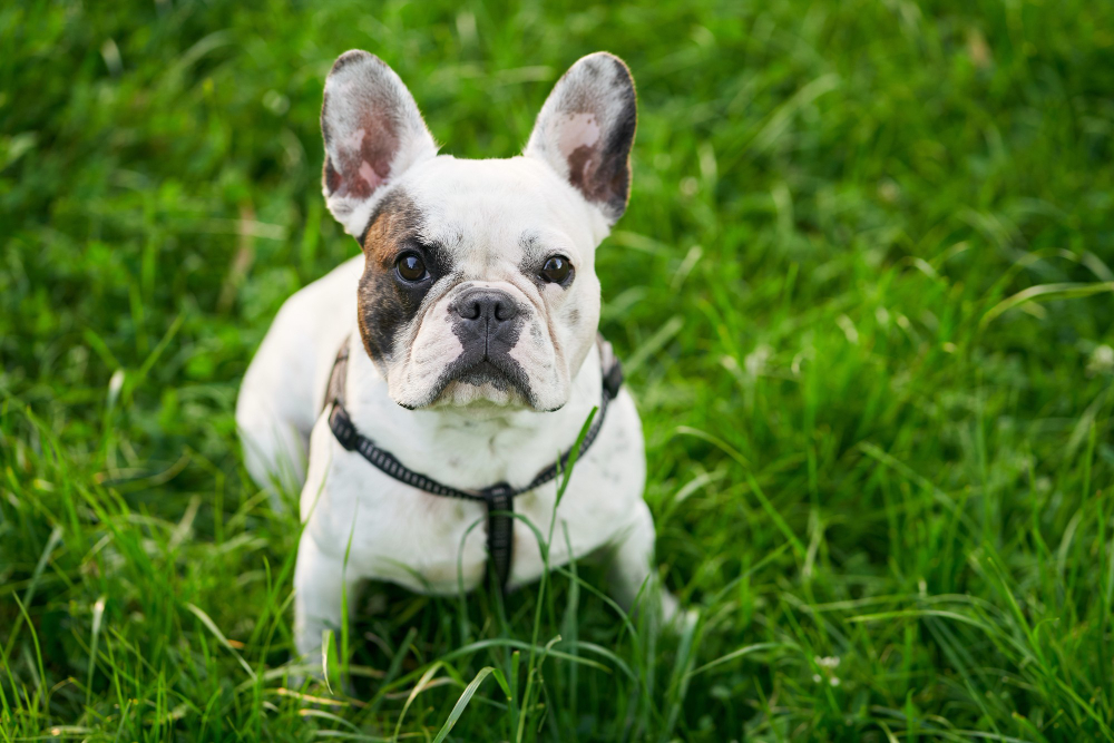 Bulldog