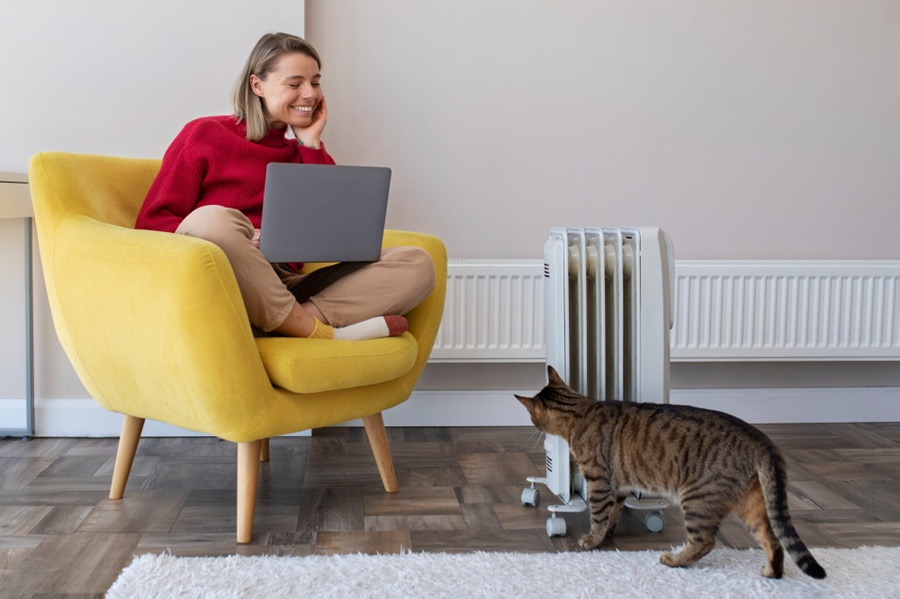 Cat in home