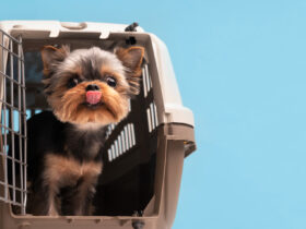 Dog Crate