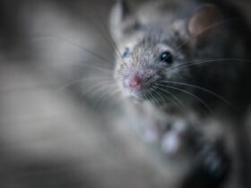 Pest in home