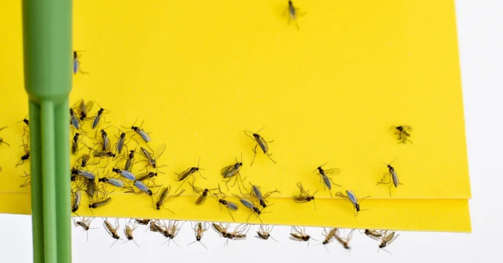 Fungus Gnats