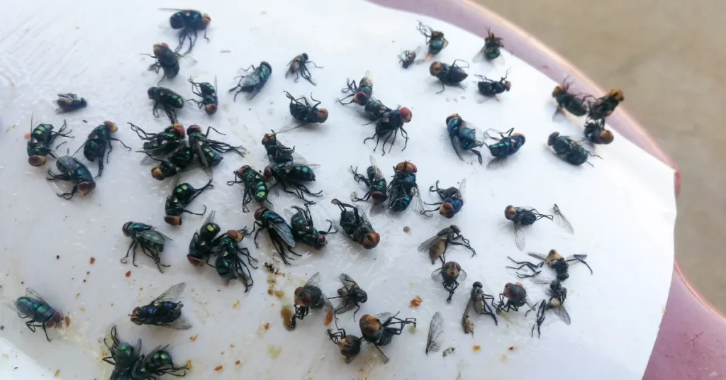 Phorid Flies