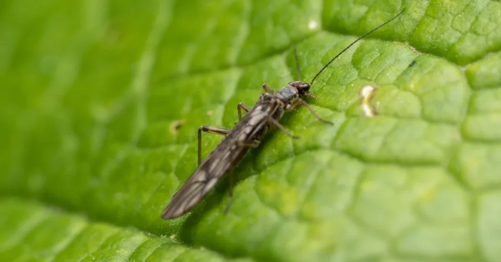 Thrips