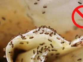 Fruit fly
