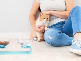 Cat Feeders