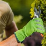 Shrub Care