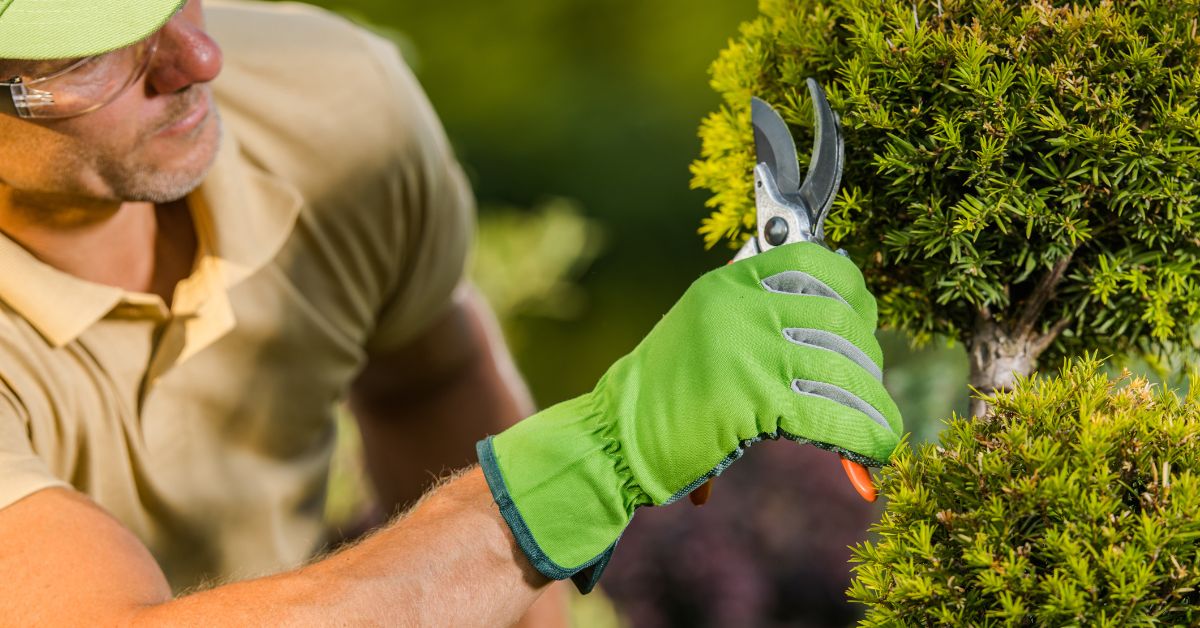 Shrub Care