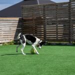 Artificial Turf Backyard for pets