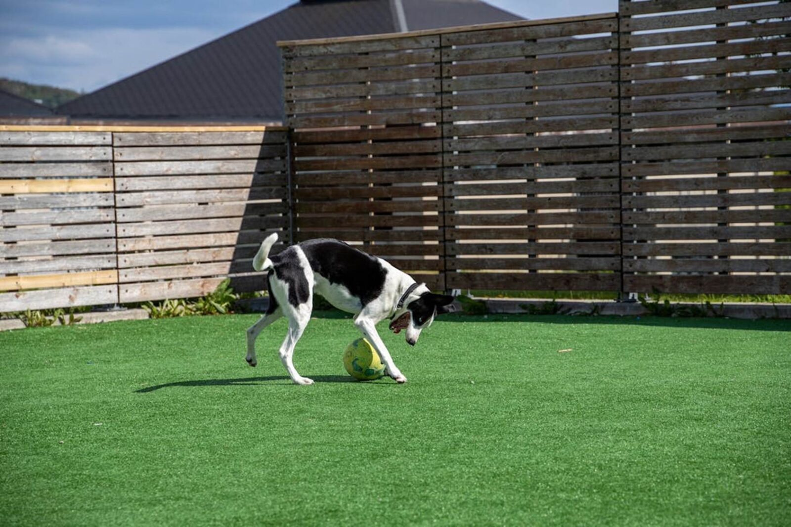 Artificial Turf Backyard for pets