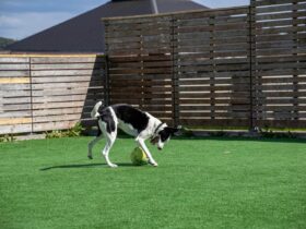 Artificial Turf Backyard for pets